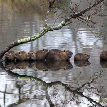 Coypu Family 1000 Jigsaw Puzzle 3D Modell