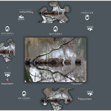 Coypu Family 1000 Jigsaw Puzzle box 3D Modell