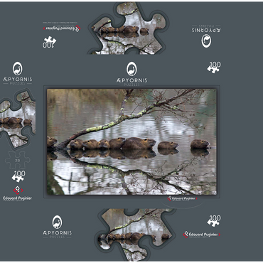 Coypu Family 100 Jigsaw Puzzle box 3D Modell