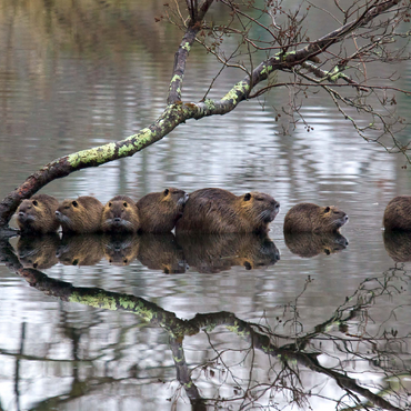 Coypu Family 500 Jigsaw Puzzle 3D Modell