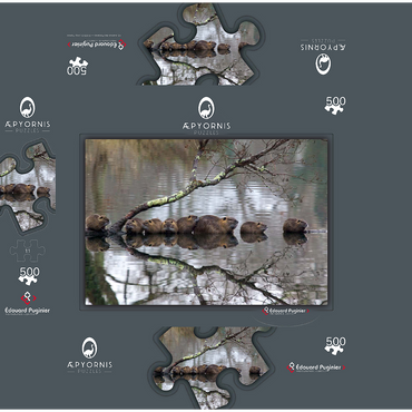 Coypu Family 500 Jigsaw Puzzle box 3D Modell