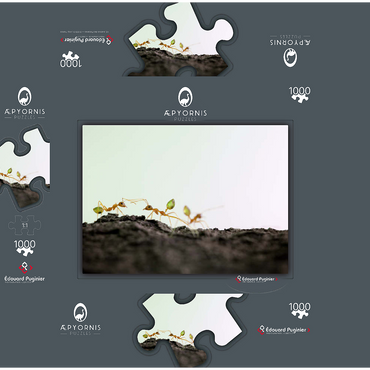 Green Tree Ant 1000 Jigsaw Puzzle box 3D Modell