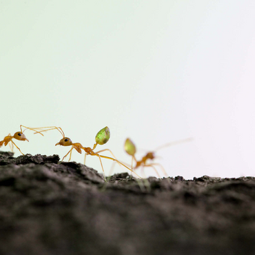 Green Tree Ant 500 Jigsaw Puzzle 3D Modell