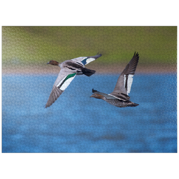 puzzleplate Australian Wood Duck 1000 Jigsaw Puzzle