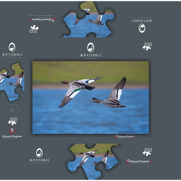 Australian Wood Duck 100 Jigsaw Puzzle box 3D Modell
