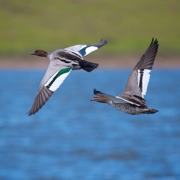 Australian Wood Duck 500 Jigsaw Puzzle 3D Modell