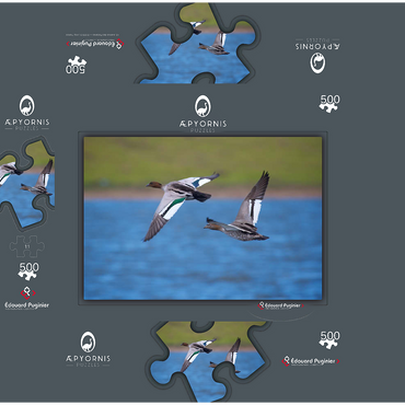 Australian Wood Duck 500 Jigsaw Puzzle box 3D Modell