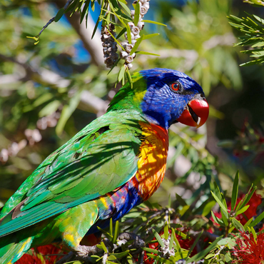 Rainbow Lorikeet 1000 Jigsaw Puzzle 3D Modell