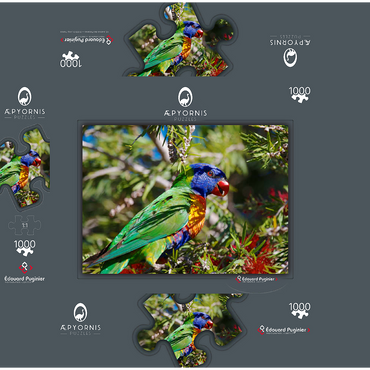 Rainbow Lorikeet 1000 Jigsaw Puzzle box 3D Modell