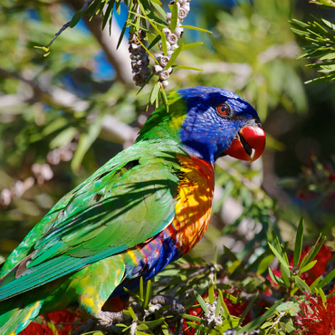 Rainbow Lorikeet 100 Jigsaw Puzzle 3D Modell