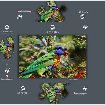 Rainbow Lorikeet 100 Jigsaw Puzzle box 3D Modell