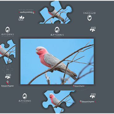 Galah 100 Jigsaw Puzzle box 3D Modell