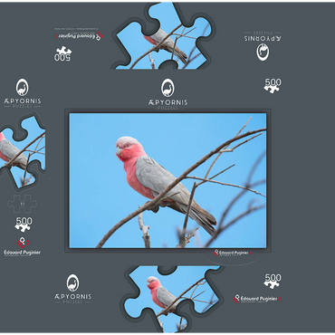 Galah 500 Jigsaw Puzzle box 3D Modell