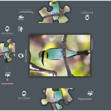 Rainbow Bee-Eater 500 Jigsaw Puzzle box 3D Modell