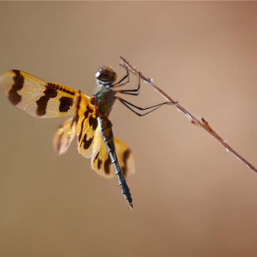 Ready for take-off 1000 Jigsaw Puzzle 3D Modell