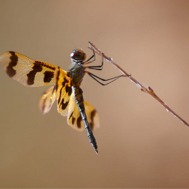 Ready for take-off 100 Jigsaw Puzzle 3D Modell