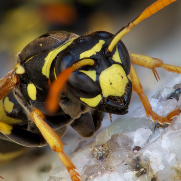 European Paper Wasp 500 Jigsaw Puzzle 3D Modell