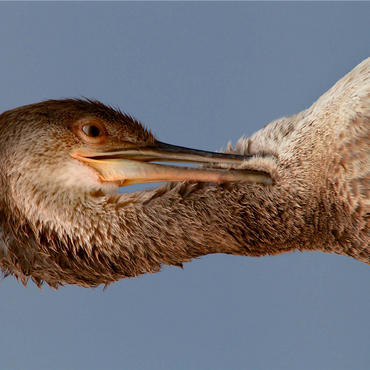 European Shag 1000 Jigsaw Puzzle 3D Modell