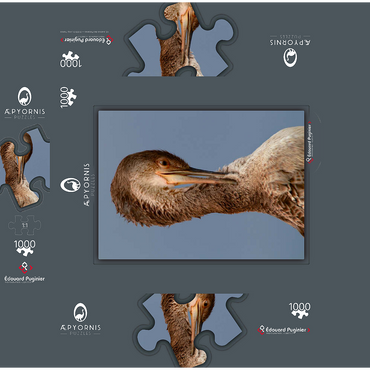 European Shag 1000 Jigsaw Puzzle box 3D Modell