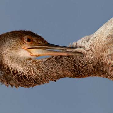 European Shag 100 Jigsaw Puzzle 3D Modell