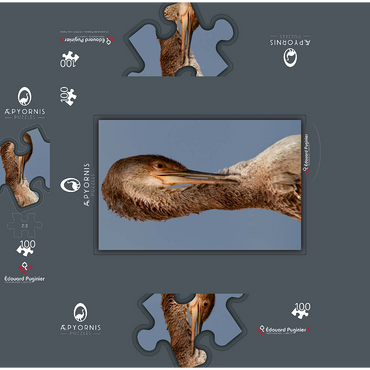 European Shag 100 Jigsaw Puzzle box 3D Modell