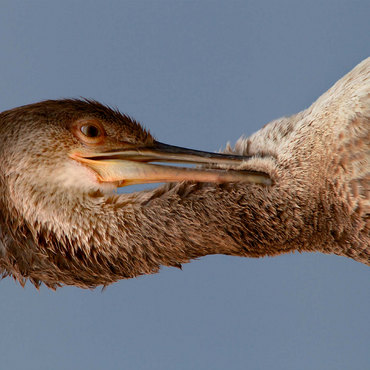 European Shag 500 Jigsaw Puzzle 3D Modell