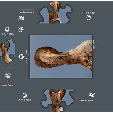 European Shag 500 Jigsaw Puzzle box 3D Modell