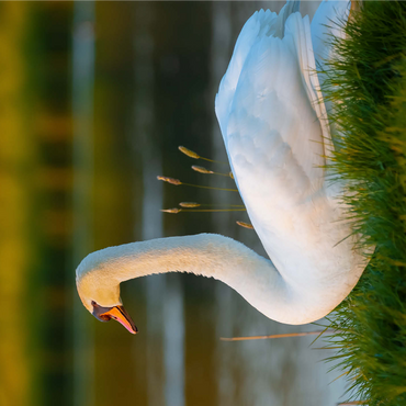 Lake swan 1000 Jigsaw Puzzle 3D Modell