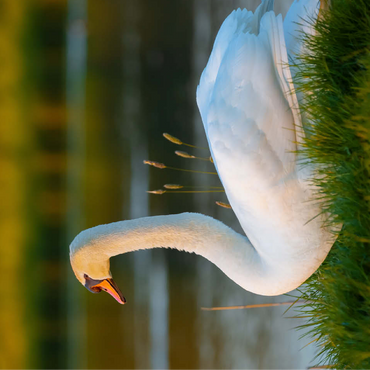 Lake swan 100 Jigsaw Puzzle 3D Modell