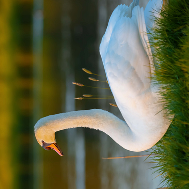 Lake swan 500 Jigsaw Puzzle 3D Modell