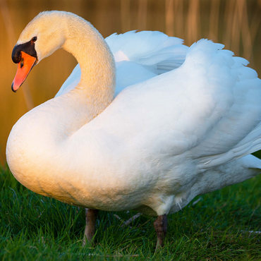 Swan in evening light 1000 Jigsaw Puzzle 3D Modell