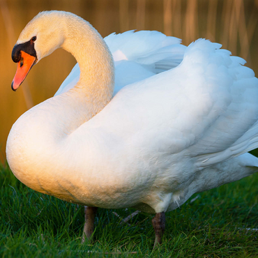 Swan in Evening Light 500 Jigsaw Puzzle 3D Modell