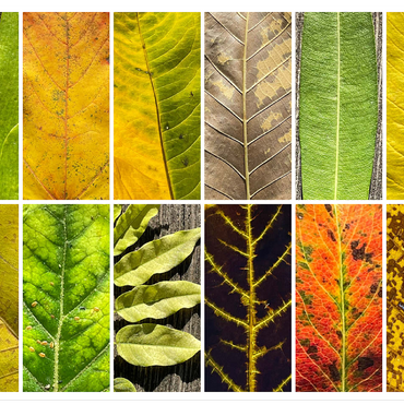 Autumn Leaves 1 100 Jigsaw Puzzle 3D Modell