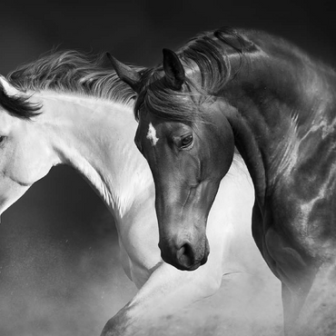 Horses run gallop in the desert 100 Jigsaw Puzzle 3D Modell