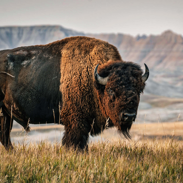 American Bison in South Dakota 1000 Jigsaw Puzzle 3D Modell