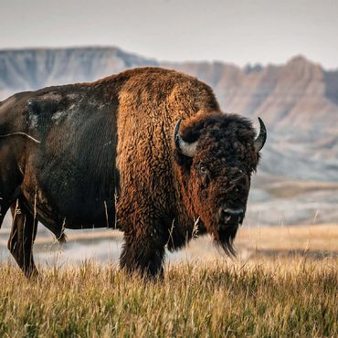 American Bison in South Dakota 100 Jigsaw Puzzle 3D Modell