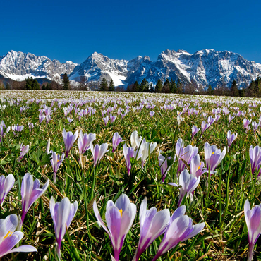 Crocus meadow near Gerold with Karwendel mountains, Upper Bavaria 1000 Jigsaw Puzzle 3D Modell
