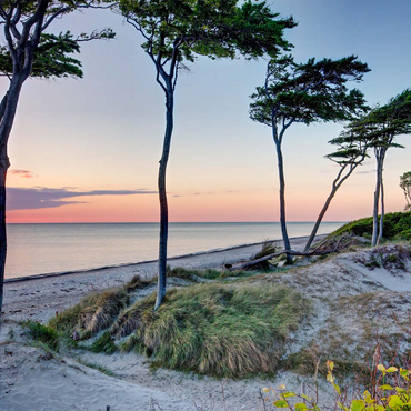 West beach at the Darss forest near Prerow, Fischland-Darß-Zingst 100 Jigsaw Puzzle 3D Modell