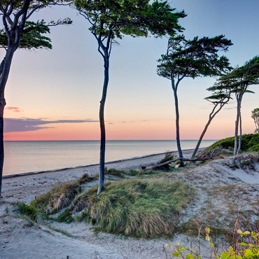 West beach at the Darss forest near Prerow, Fischland-Darß-Zingst 500 Jigsaw Puzzle 3D Modell