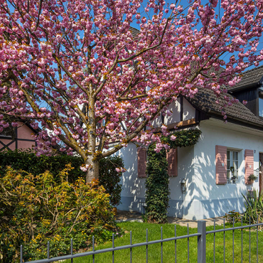Flowering ornamental cherry on a residential building 100 Jigsaw Puzzle 3D Modell