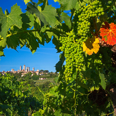 Vineyard with the family towers of San Gimignano, province of Siena, Tuscany, Italy 500 Jigsaw Puzzle 3D Modell