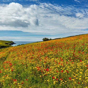 Wildflower meadow near West Pentire, North Coast, Cornwall 1000 Jigsaw Puzzle 3D Modell