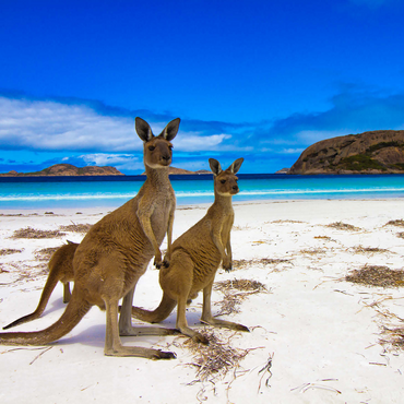 Esperence Lucky Bay Western Australia Kangaroo Beach 1000 Jigsaw Puzzle 3D Modell
