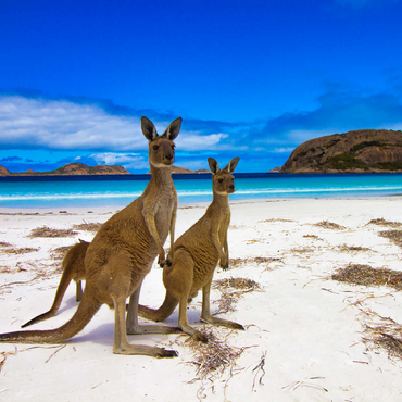 Esperence Lucky Bay Western Australia Kangaroo Beach 100 Jigsaw Puzzle 3D Modell