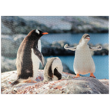 puzzleplate Strongster Gentoo Penguin Cute Funny Baby Chick Mama Penguins Colony Wildlife King Birds Polar Animals Cold Wild Life Creatures Antarctica Antarctic Peninsula Deception Island Crescent Georgia 1000 Jigsaw Puzzle