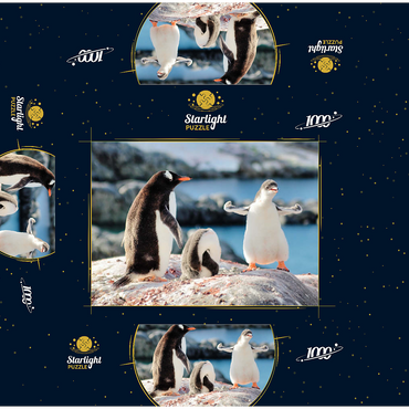 Strongster Gentoo Penguin Cute Funny Baby Chick Mama Penguins Colony Wildlife King Birds Polar Animals Cold Wild Life Creatures Antarctica Antarctic Peninsula Deception Island Crescent Georgia 1000 Jigsaw Puzzle box 3D Modell