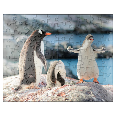 puzzleplate Strongster Gentoo Penguin Cute Funny Baby Chick Mama Penguins Colony Wildlife King Birds Polar Animals Cold Wild Life Creatures Antarctica Antarctic Peninsula Deception Island Crescent Georgia 100 Jigsaw Puzzle