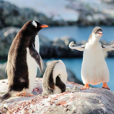 Strongster Gentoo Penguin Cute Funny Baby Chick Mama Penguins Colony Wildlife King Birds Polar Animals Cold Wild Life Creatures Antarctica Antarctic Peninsula Deception Island Crescent Georgia 100 Jigsaw Puzzle 3D Modell