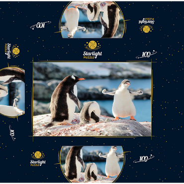 Strongster Gentoo Penguin Cute Funny Baby Chick Mama Penguins Colony Wildlife King Birds Polar Animals Cold Wild Life Creatures Antarctica Antarctic Peninsula Deception Island Crescent Georgia 100 Jigsaw Puzzle box 3D Modell