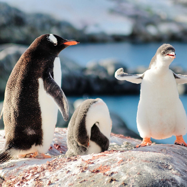Strongster Gentoo Penguin Cute Funny Baby Chick Mama Penguins Colony Wildlife King Birds Polar Animals Cold Wild Life Creatures Antarctica Antarctic Peninsula Deception Island Crescent Georgia 500 Jigsaw Puzzle 3D Modell